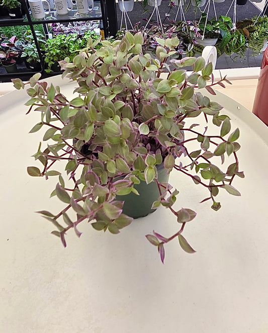 Callisia repens 'Pink Lady'