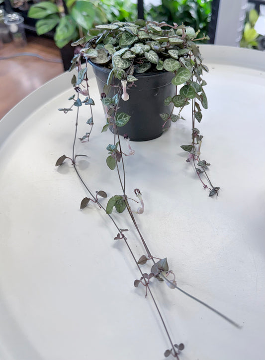 Ceropegia woodii ‘String of Hearts’ 4”