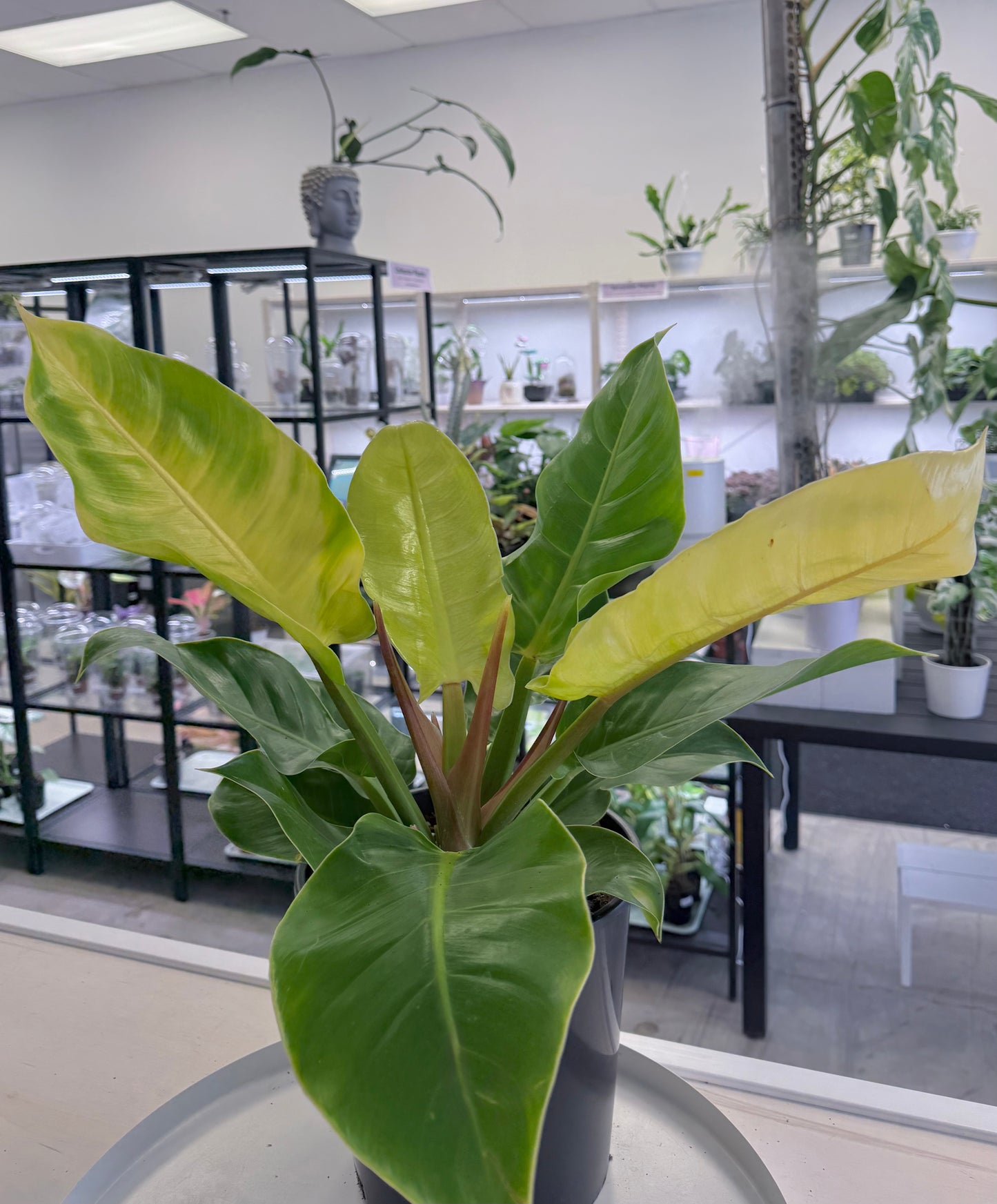 Philodendron Moonlight 9” | No Ship