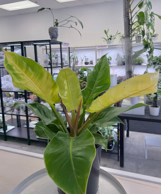 Philodendron Moonlight 9” | No Ship