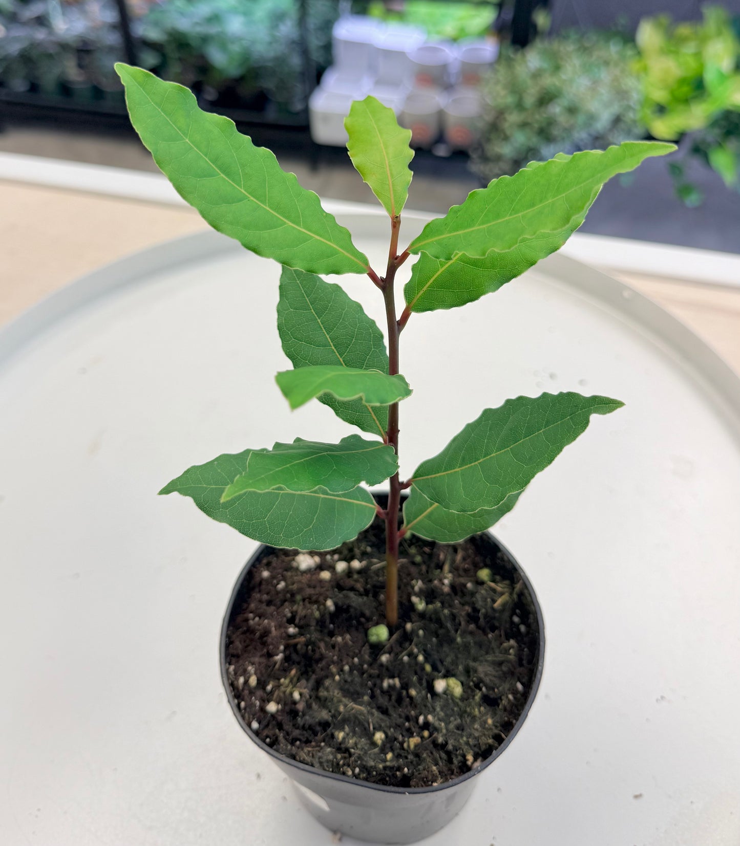 Bay Laurel | Laurus nobilis 4”
