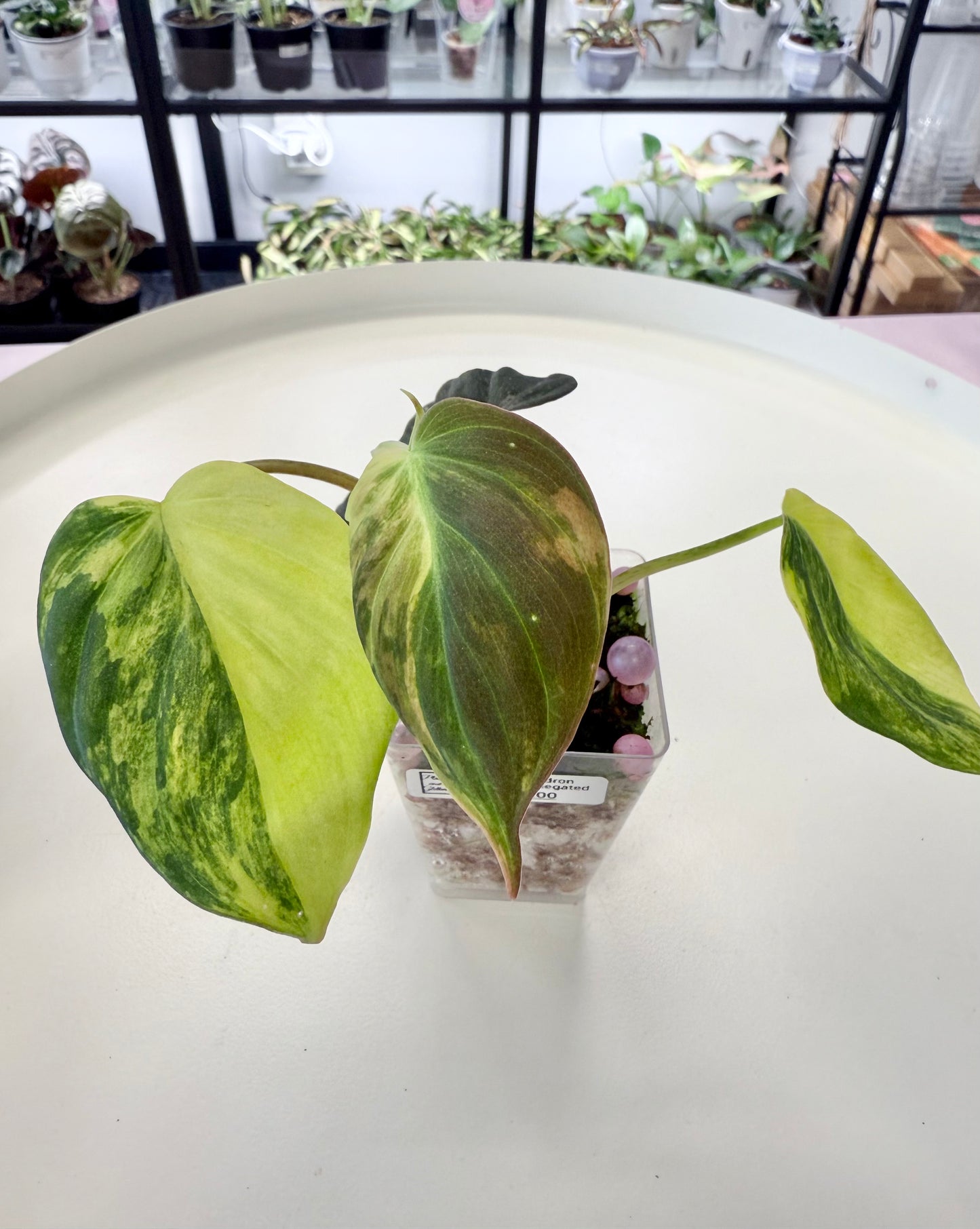 Philodendron Micans Variegated