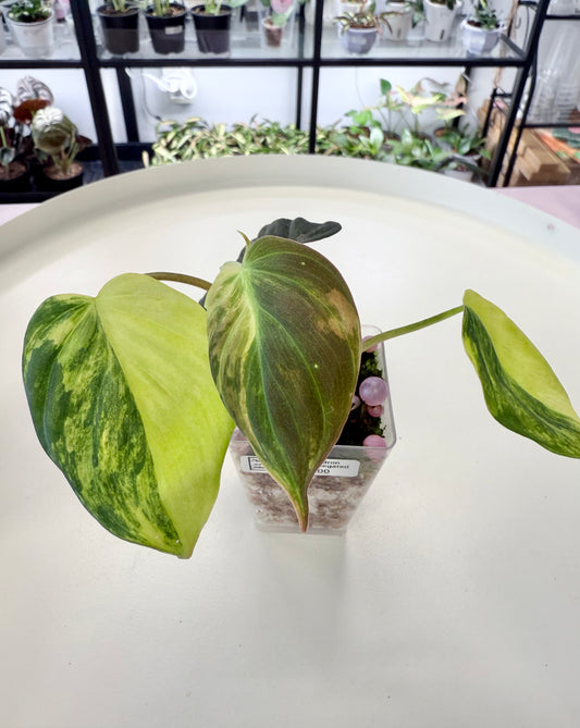 Philodendron Micans Variegated