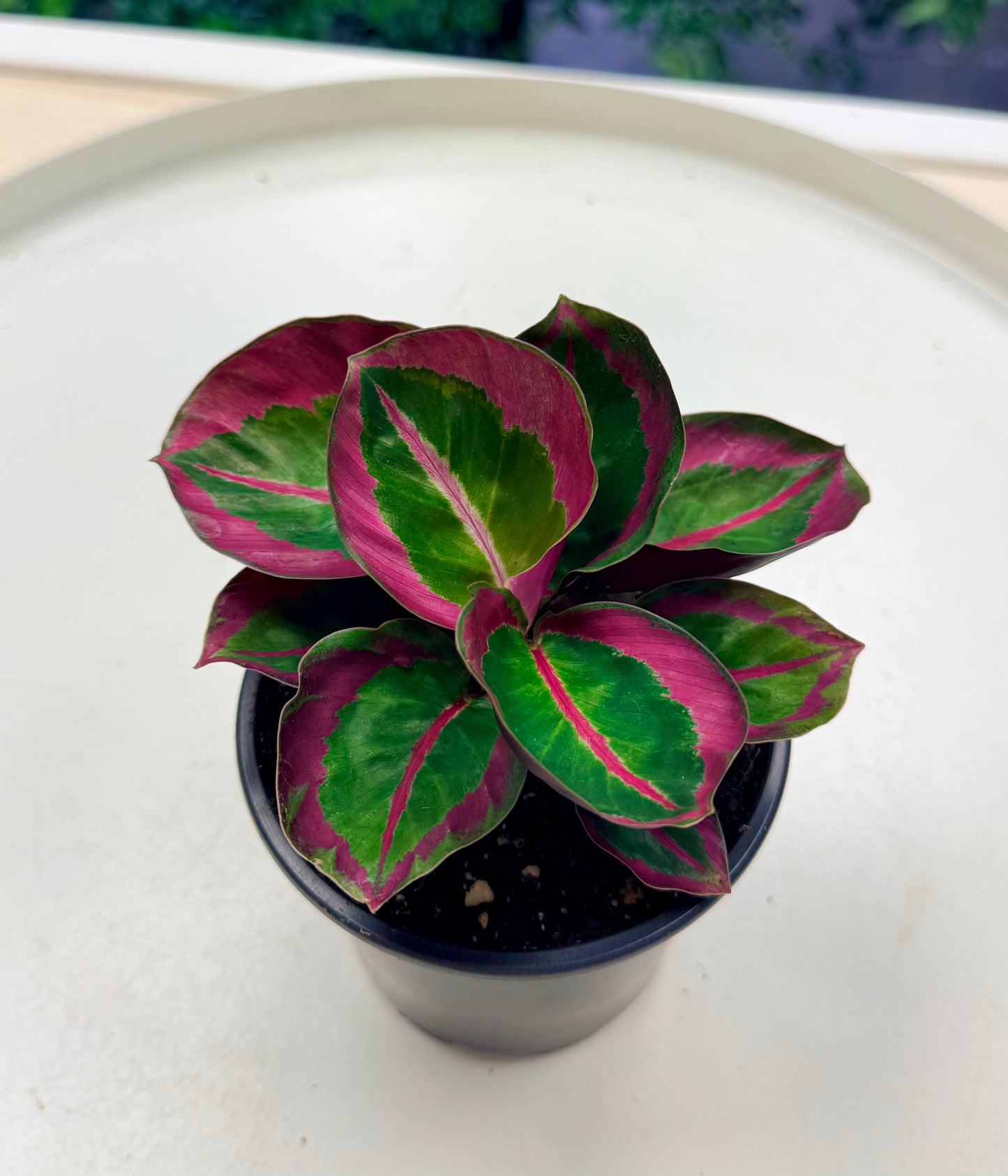 Calathea roseopicta 'Princess' | Goeppertia roseopicta 4”