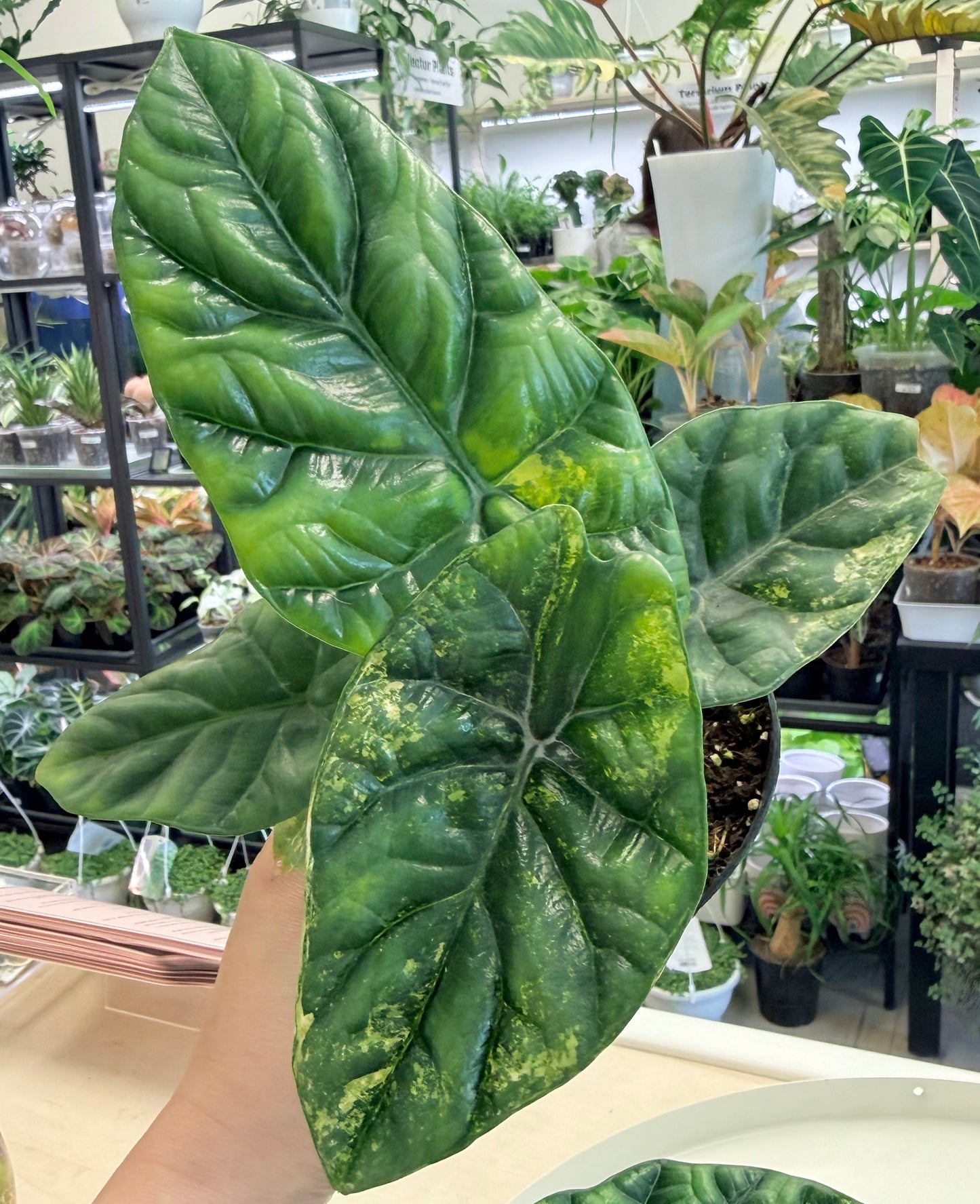 Alocasia sinuata Aurea 4"