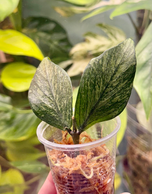 Hoya polyneura ‘Silver’
