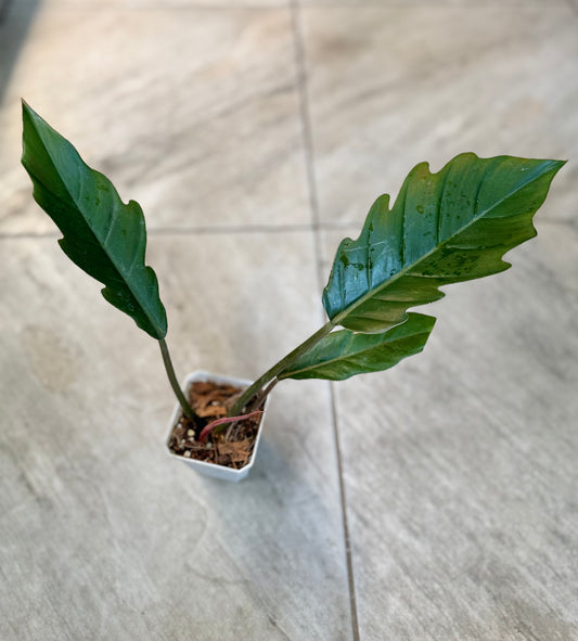 Philodendron ‘Pluto’
