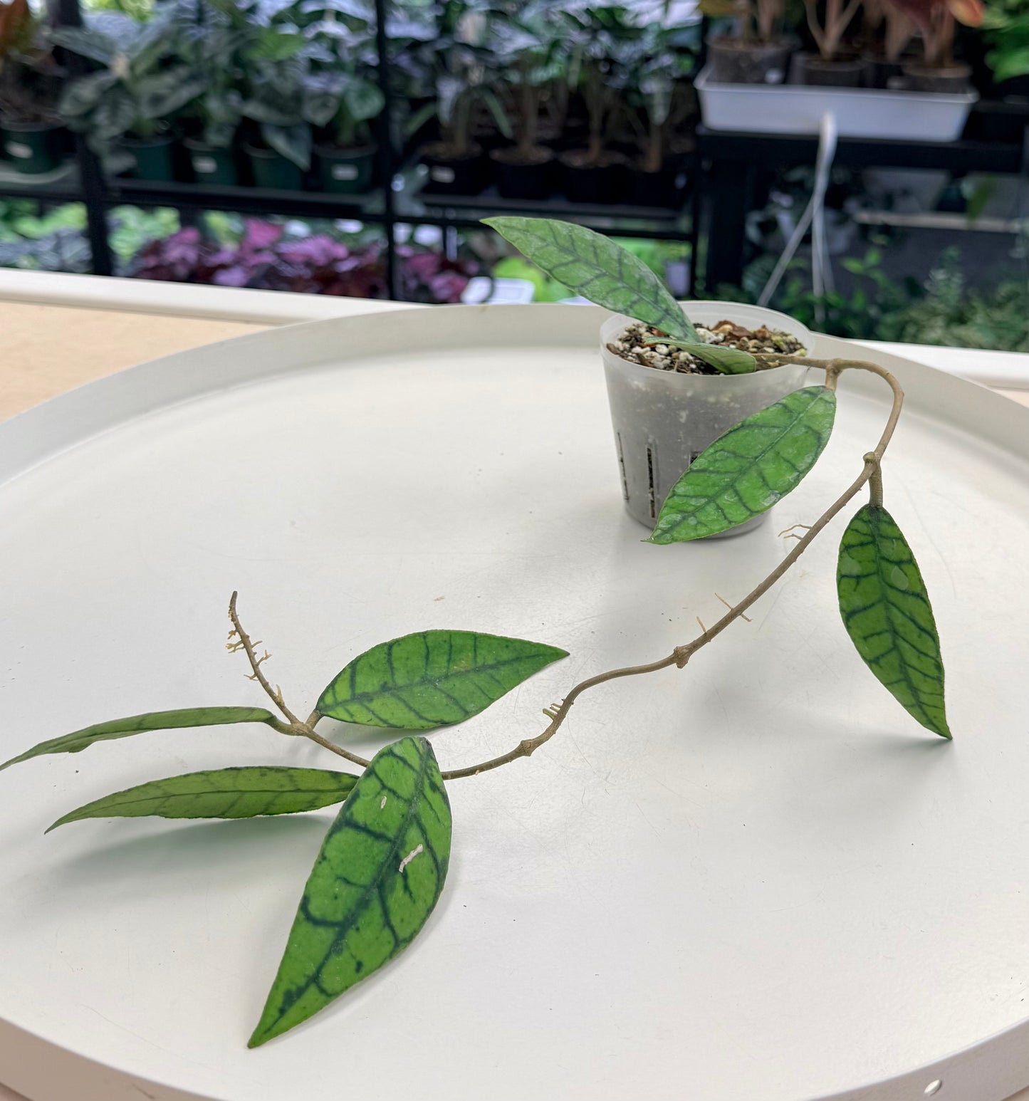 Hoya callistophylla