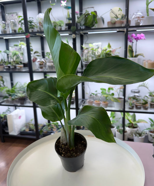Birds of Paradise (White)