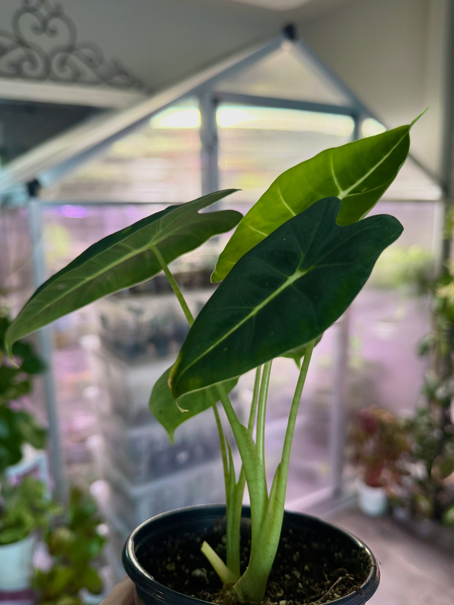 Alocasia ‘Frydek’ (Green Velvet Alocasia)