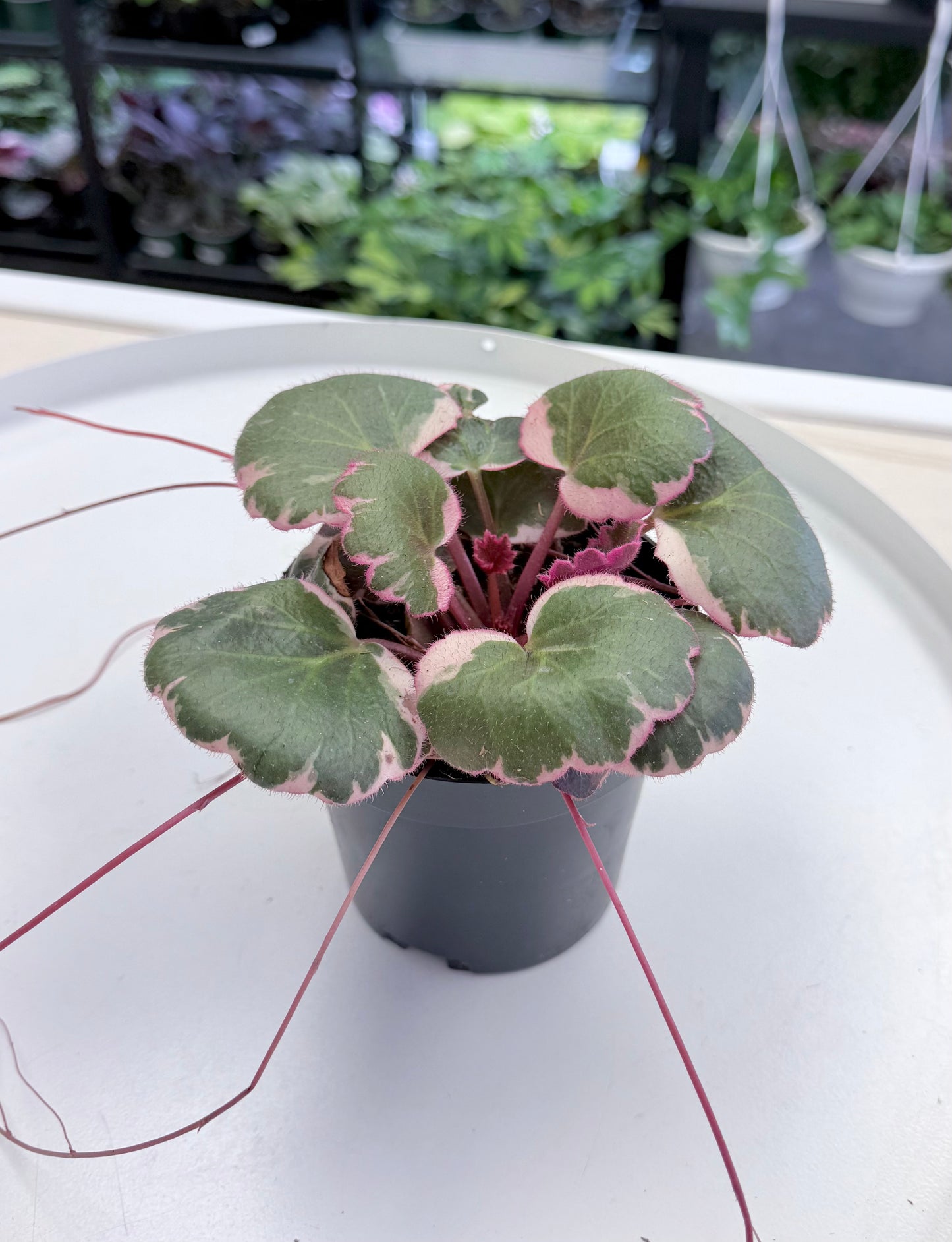 Strawberry Begonia ‘Tricolor’ | Saxifraga stolonifera Variegated