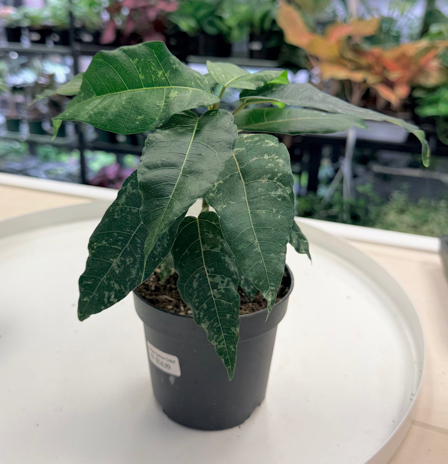 Ficus 'Cotton Color'