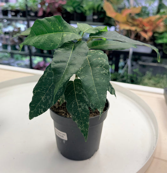 Ficus 'Cotton Color'