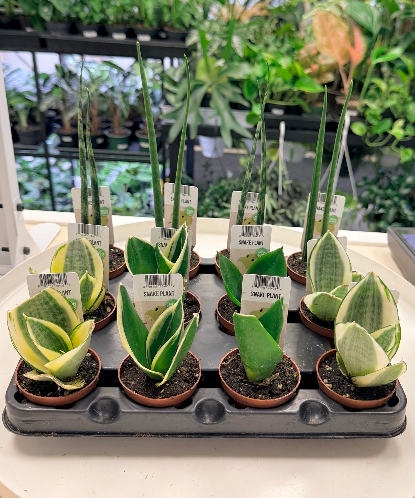 Sansevieria | Snake Plants 2” Assorted