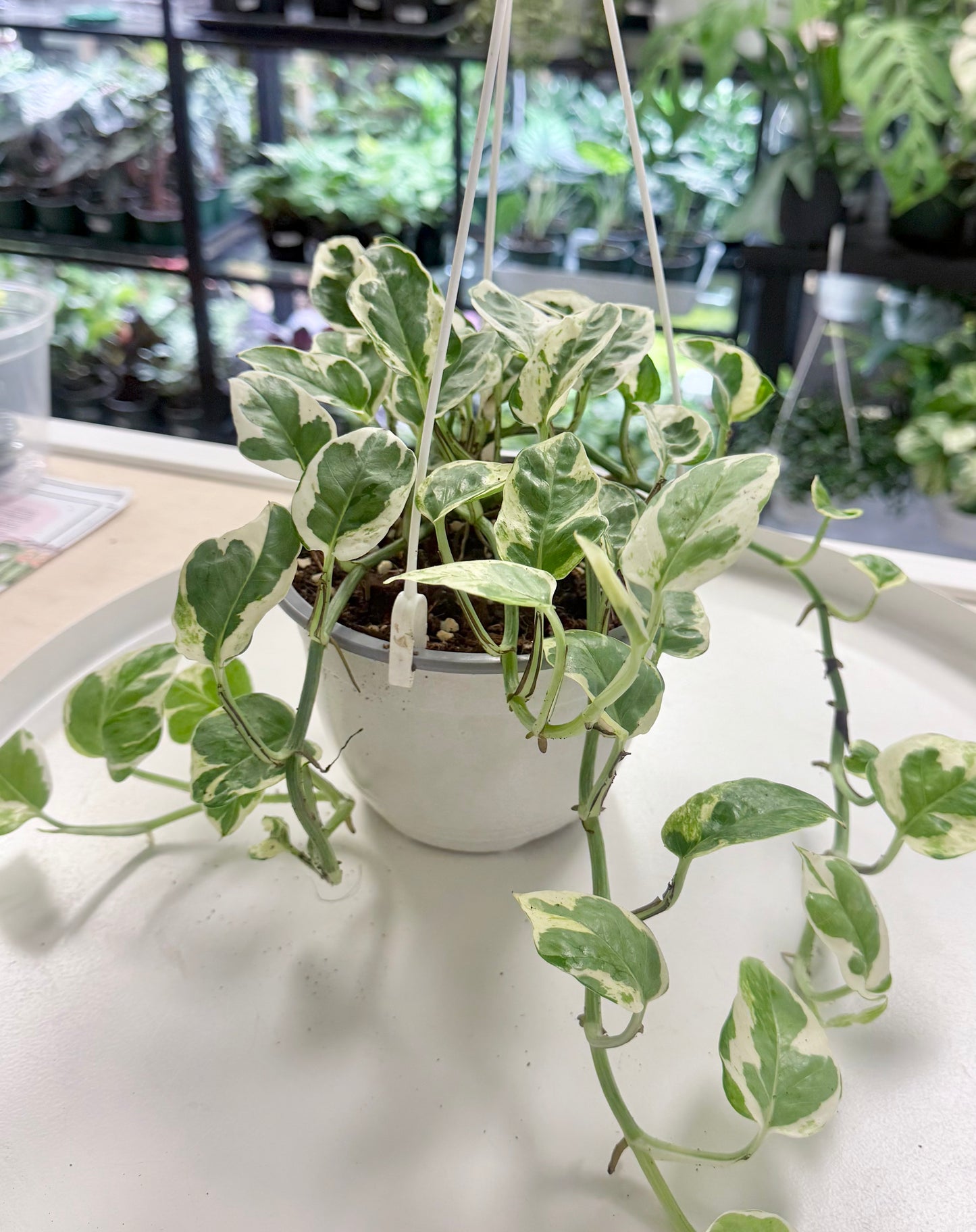 Epipremnum aureum ‘Pearls and Jade’