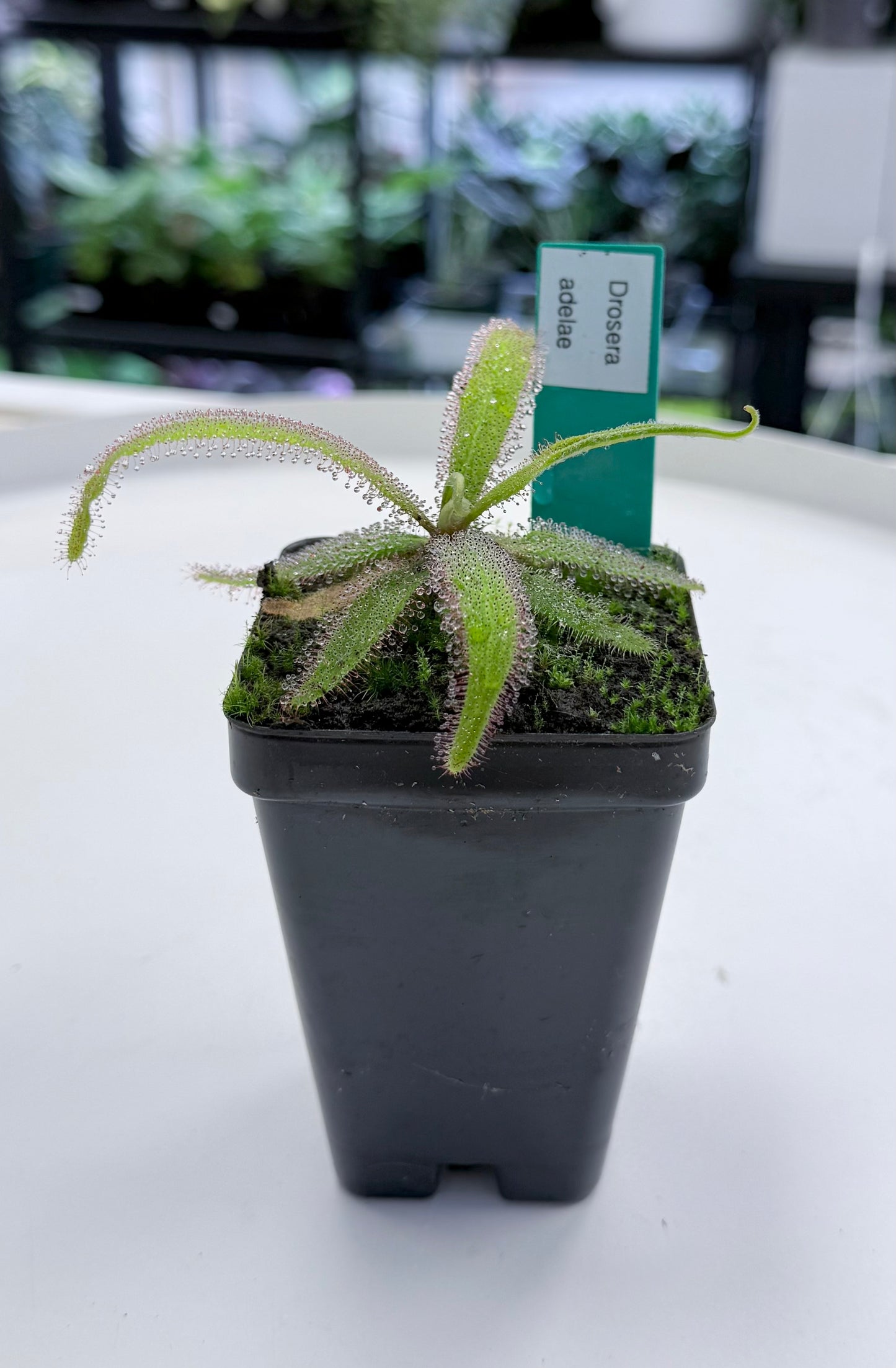 Carnivorous | Drosera adelae