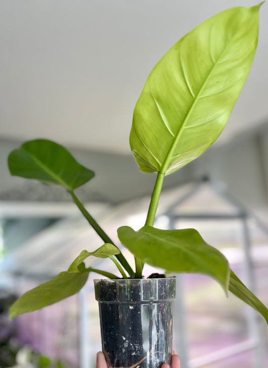 Philodendron Ruaysap (Marble)