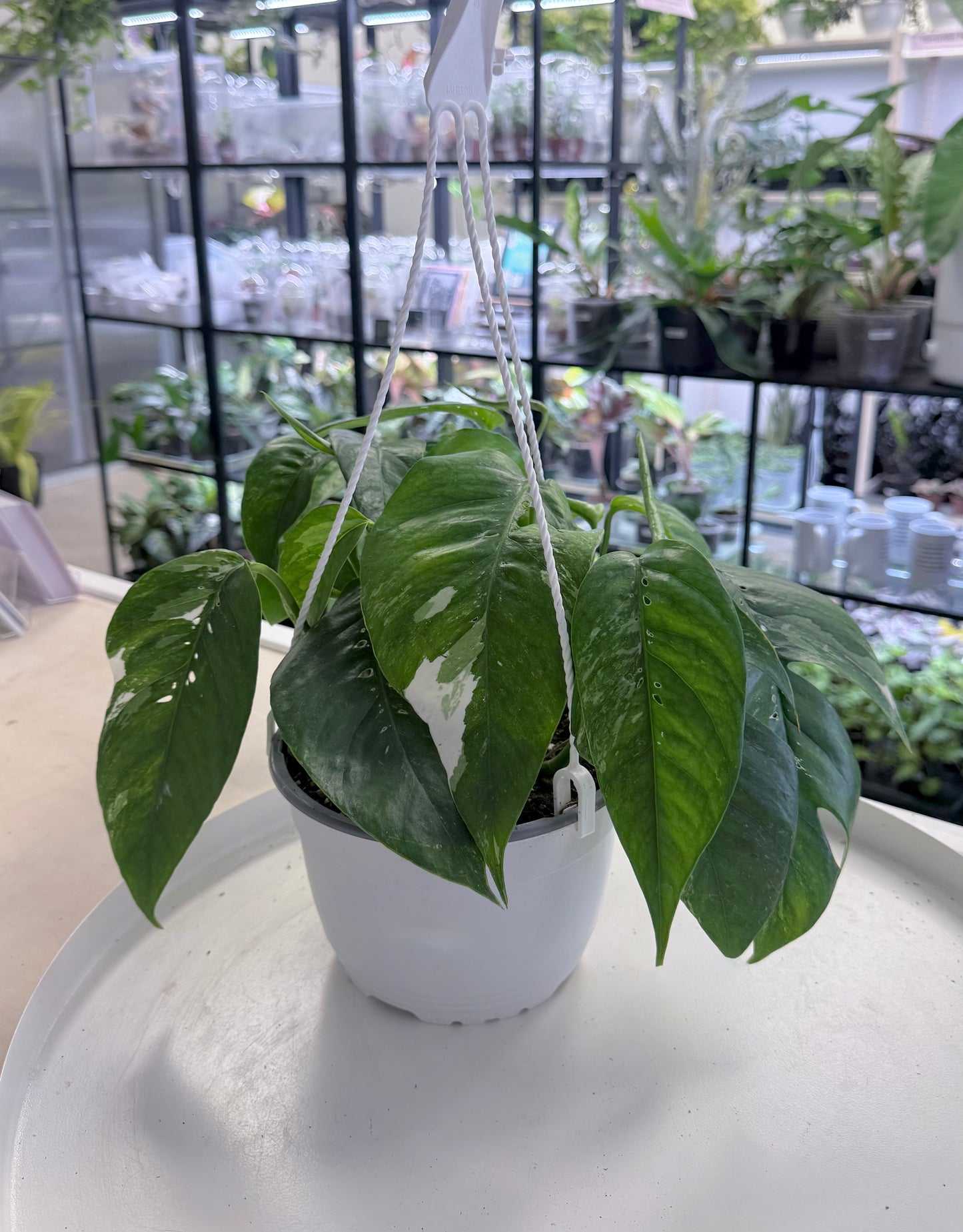 Epipremnum pinnatum Albo 6” HB No Ship
