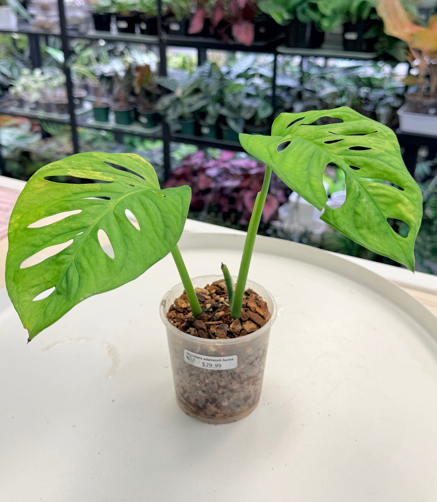 Monstera adansonii Aurea 3”
