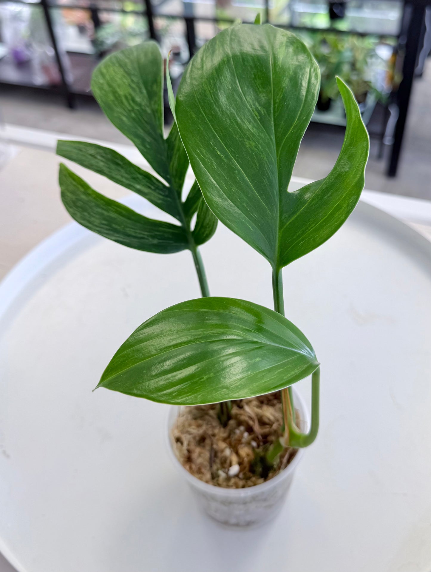 Rhaphidophora decursiva Variegated