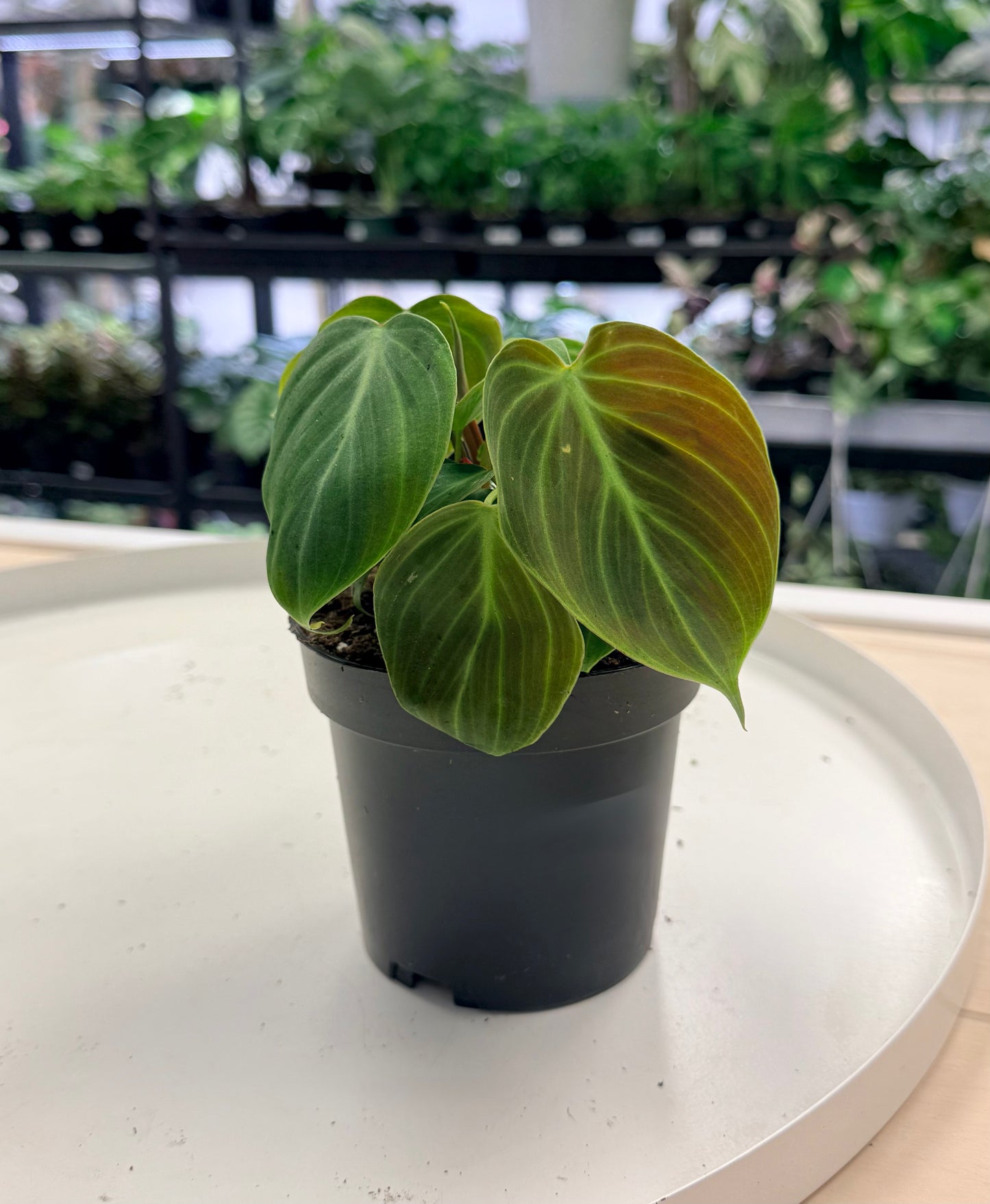 Philodendron ‘El Choco Red’ 4”