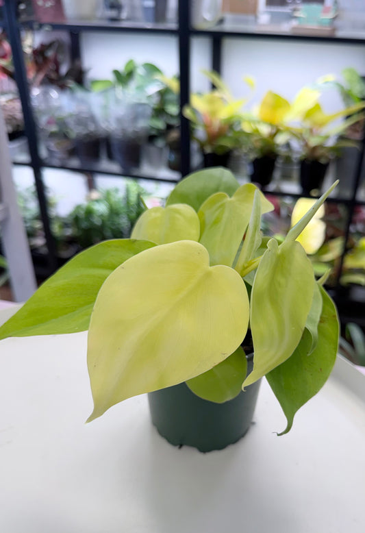 Philodendron hederaceum ‘Lemon Lime’ 4”