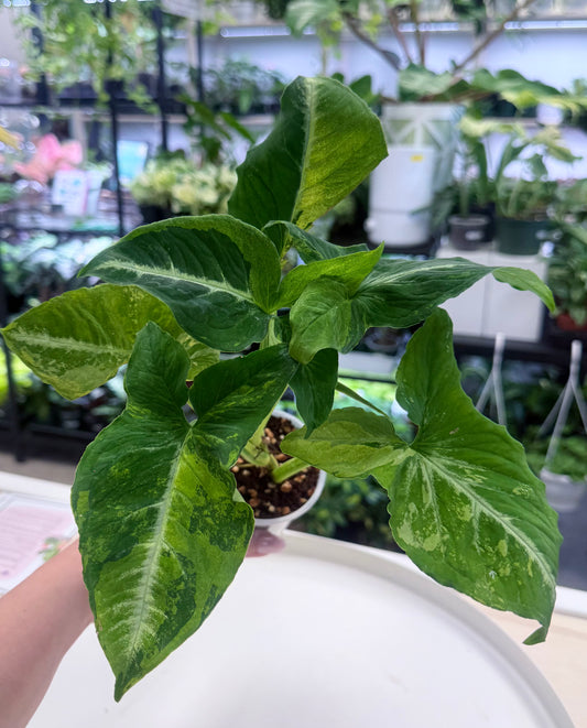 Syngonium 'Scrambled Eggs' | Full Plant