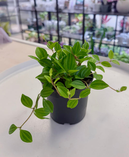 Peperomia angulata | Beetle Peperomia 4”