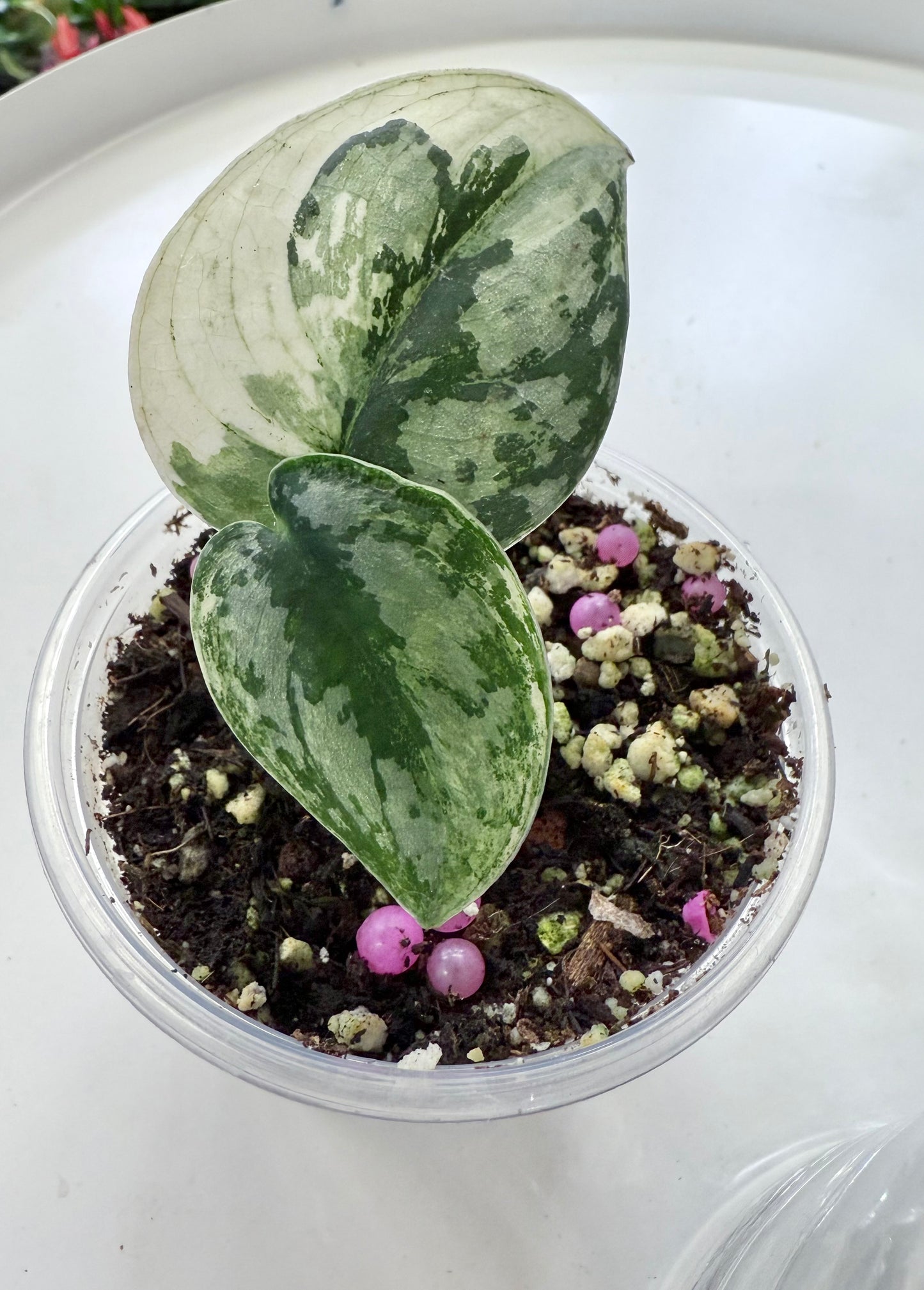 Scindapsus pictus ‘Mayari’