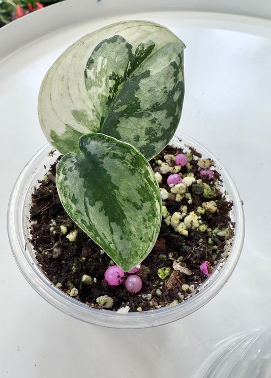 Scindapsus pictus ‘Mayari’