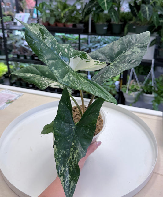 Alocasia Simpo Albo 4.5” - B