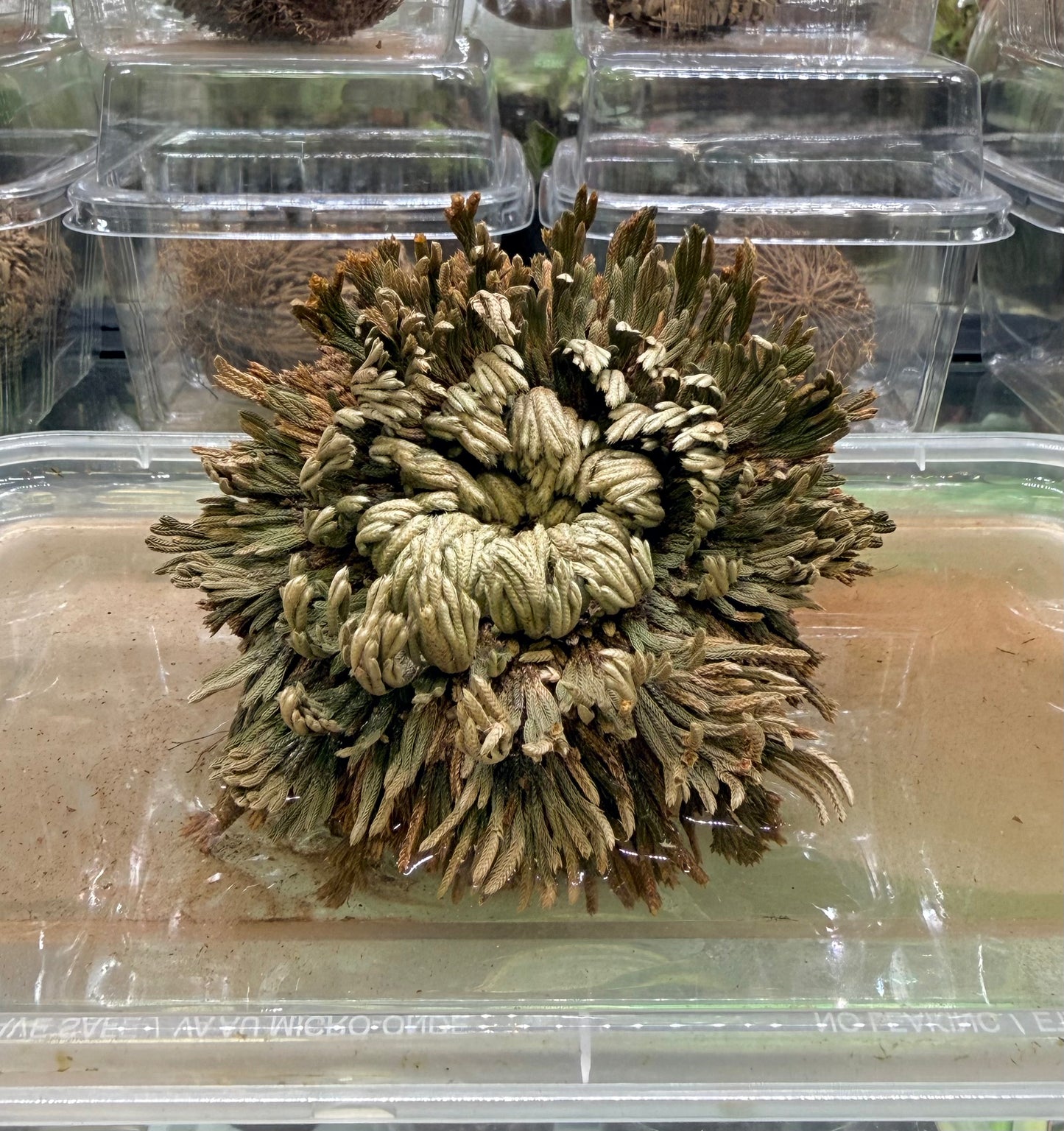 Resurrection Plant | Rose of Jericho | Selaginella lepidophylla (Dormant)