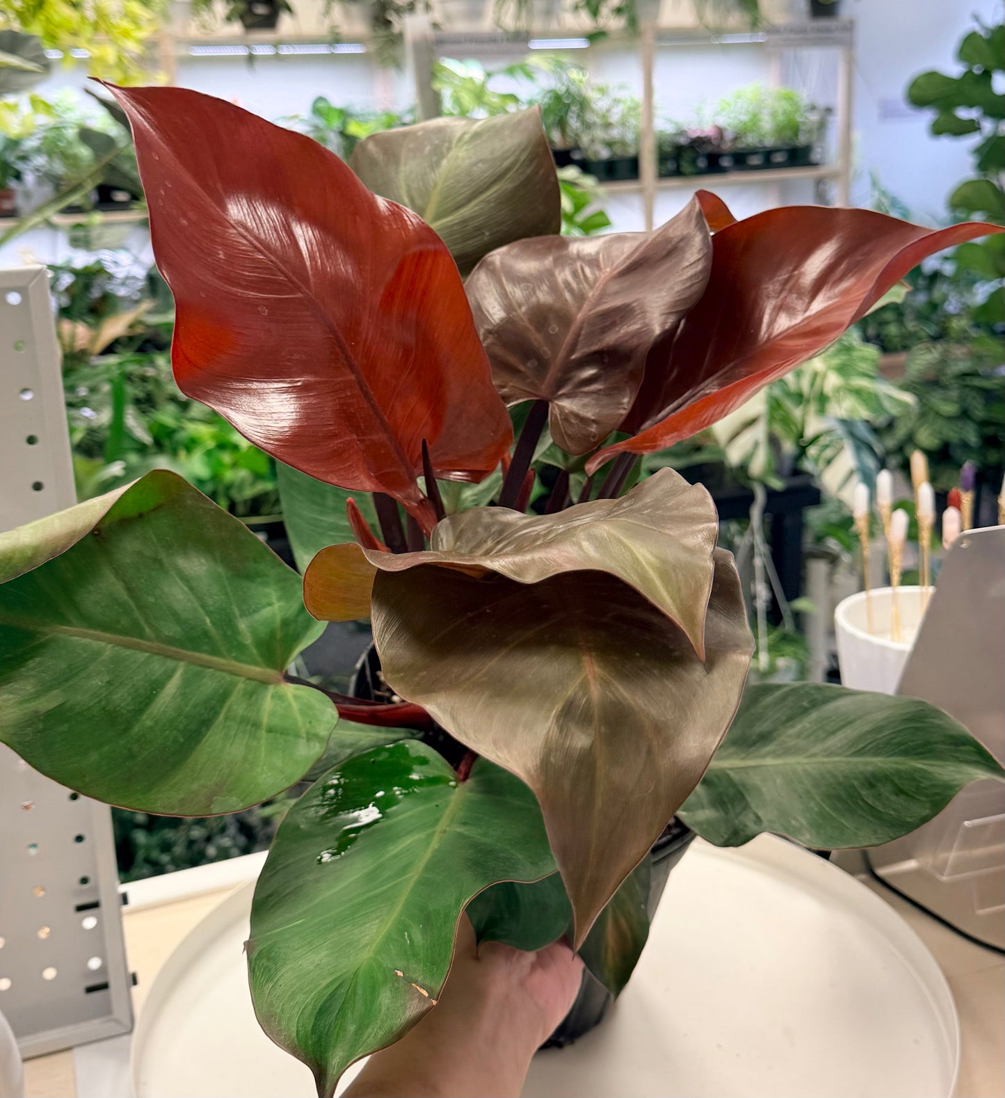 Philodendron 'McColley's Finale’ 8” | No Ship