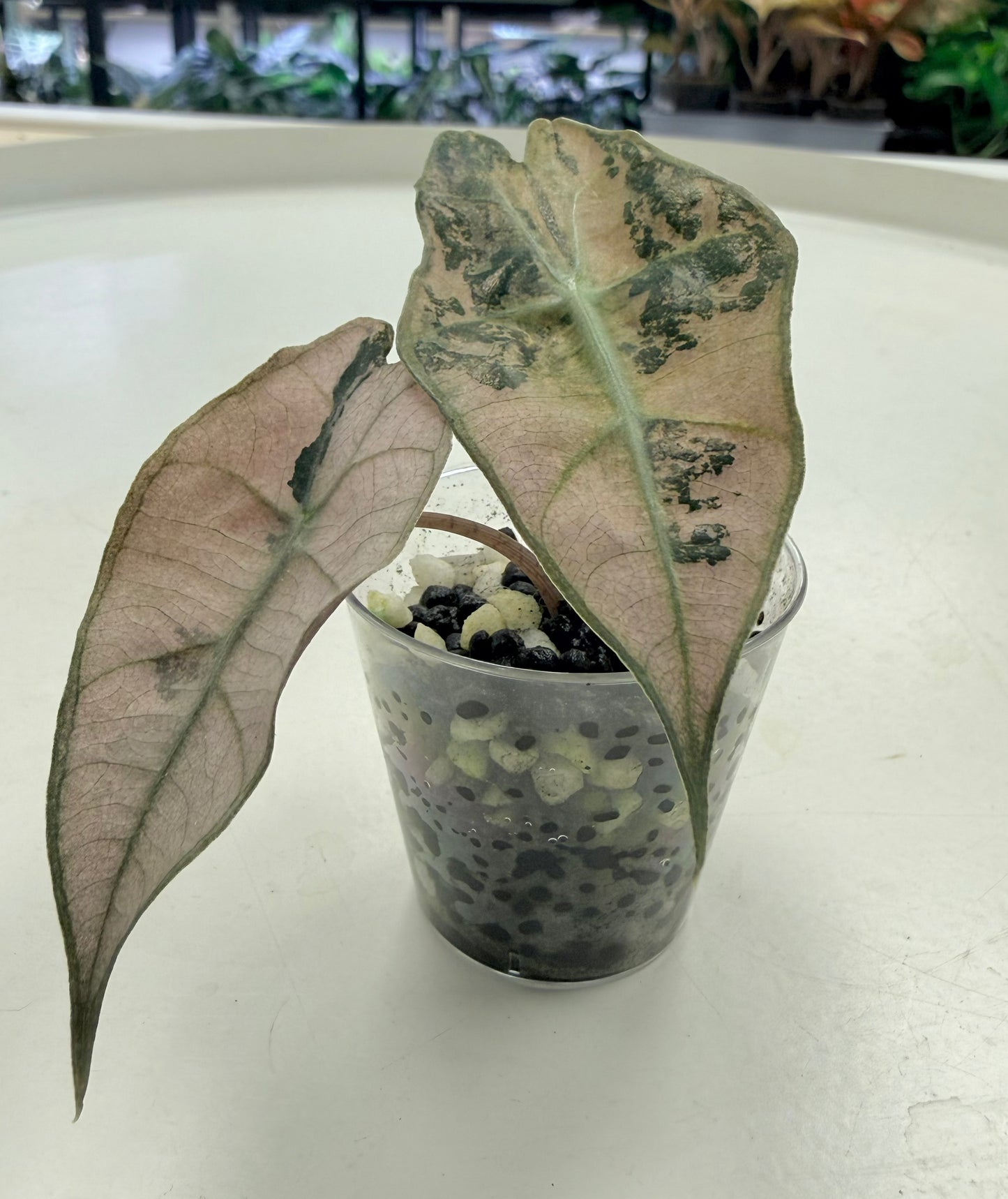 Starter Plant | Alocasia amazonica Pink/Mint
