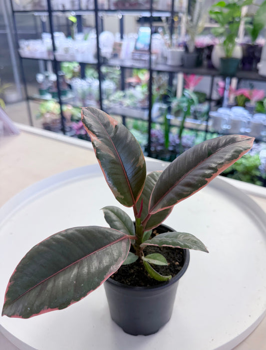 Ficus elastica ‘Ruby’ 4”