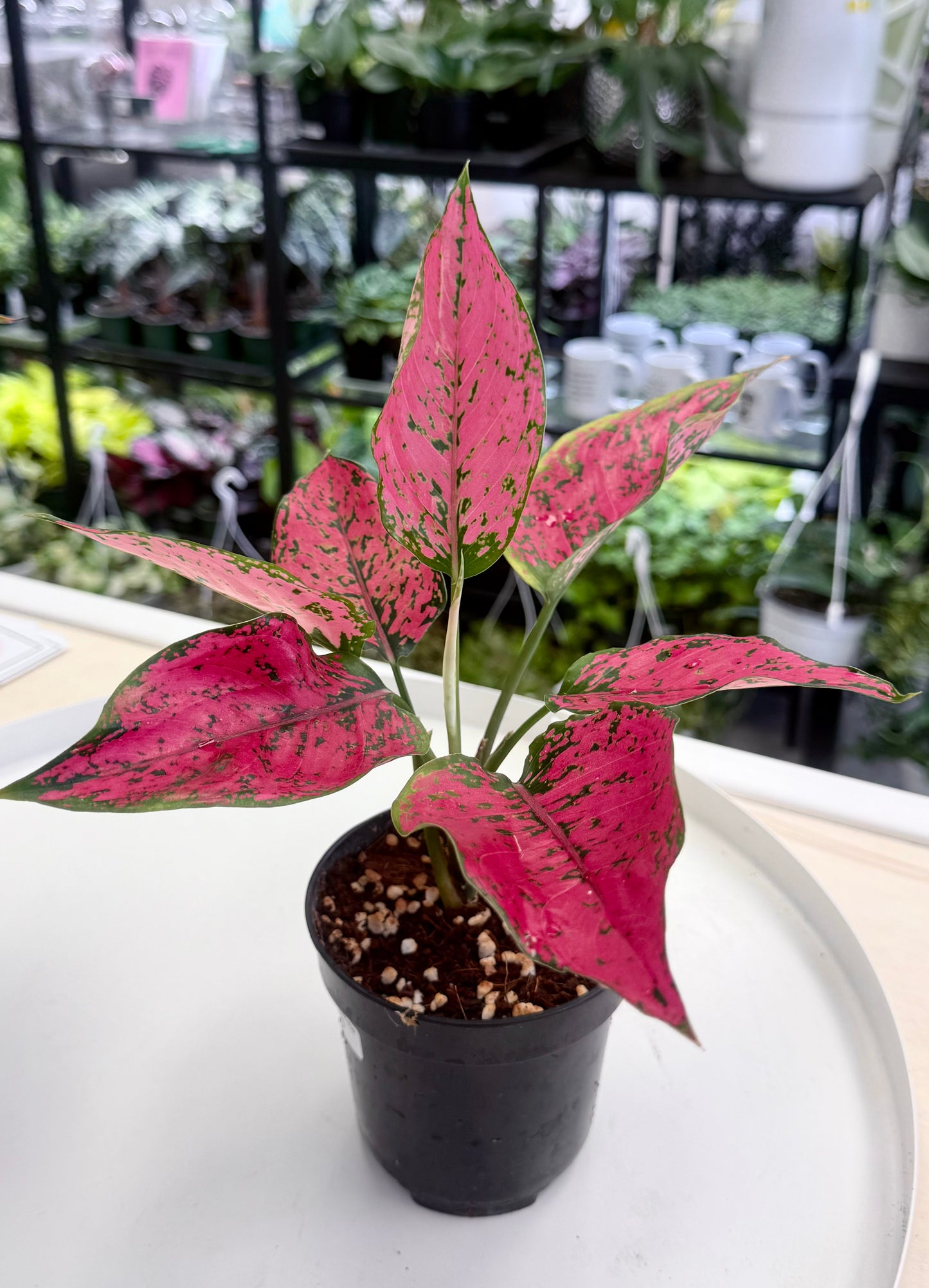 Aglaonema ‘Kamkoon’ Dark Pink
