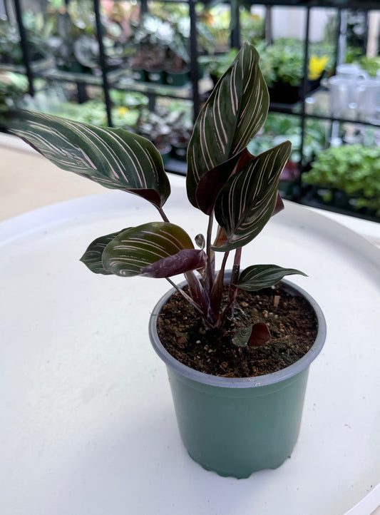 Calathea ornata | Pinstripe
