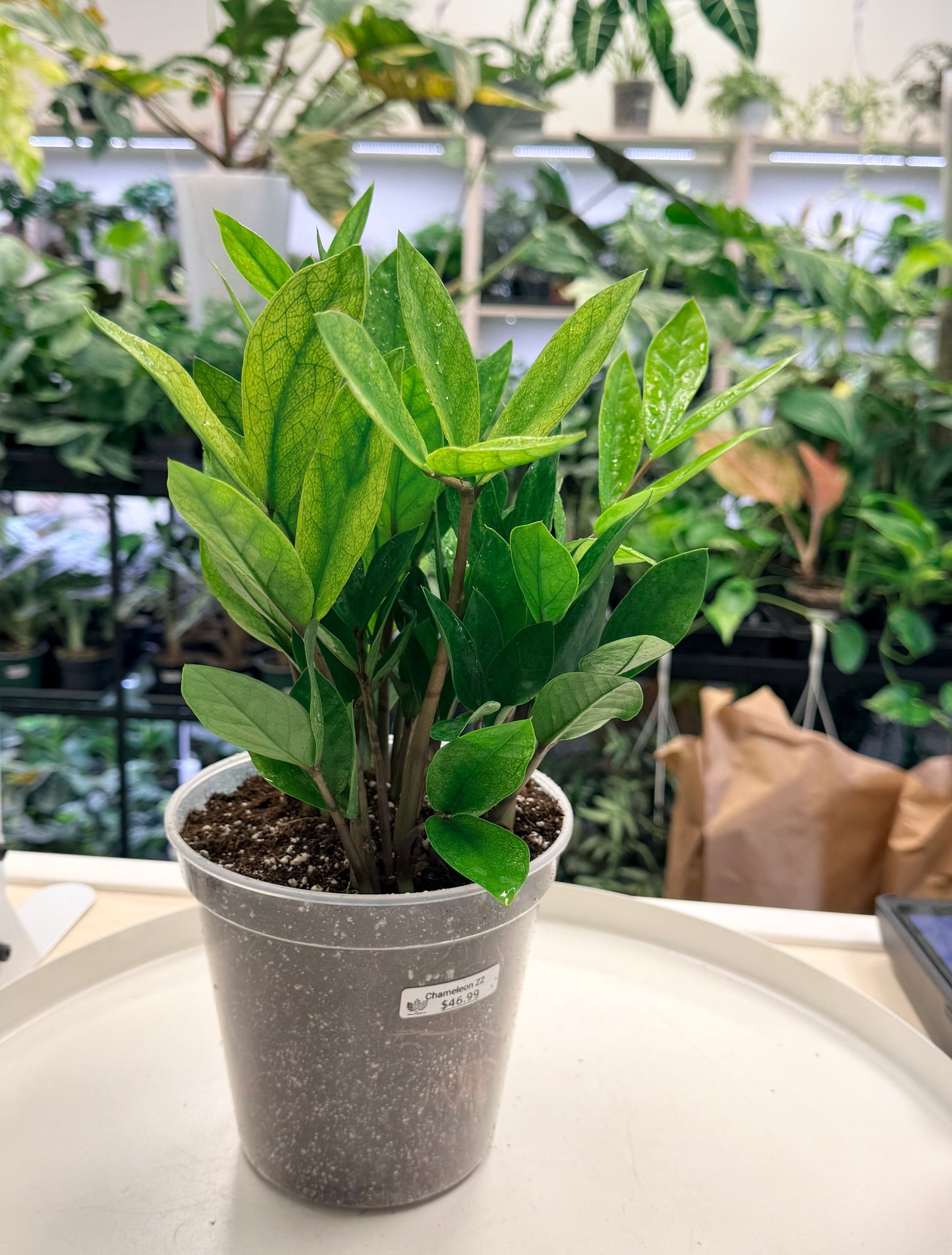 Chameleon ZZ | Zamioculcas zamiifolia 'Chameleon'