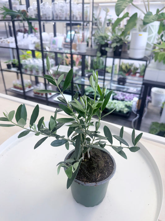 Olive 4”