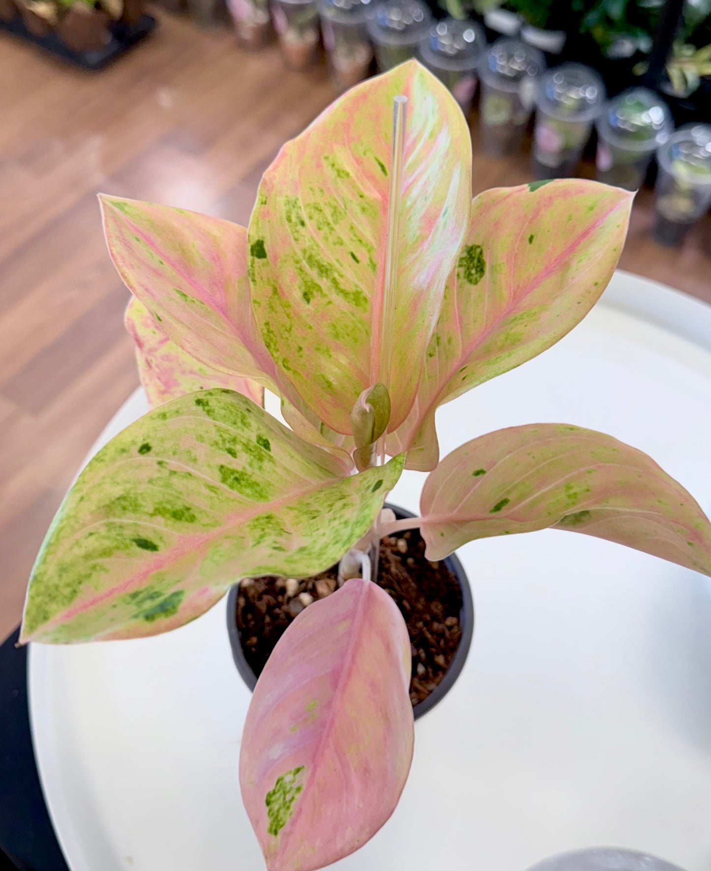 Aglaonema ‘Pink Emerald’