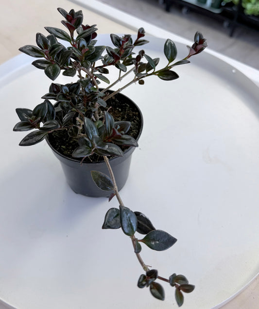 Goldfish Plant Shady Lady “Heidi” | Nematanthus ‘Heidi’ | 4”
