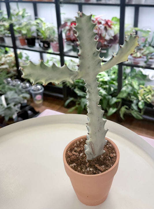 Euphorbia lactea ‘White Ghost’ (M)
