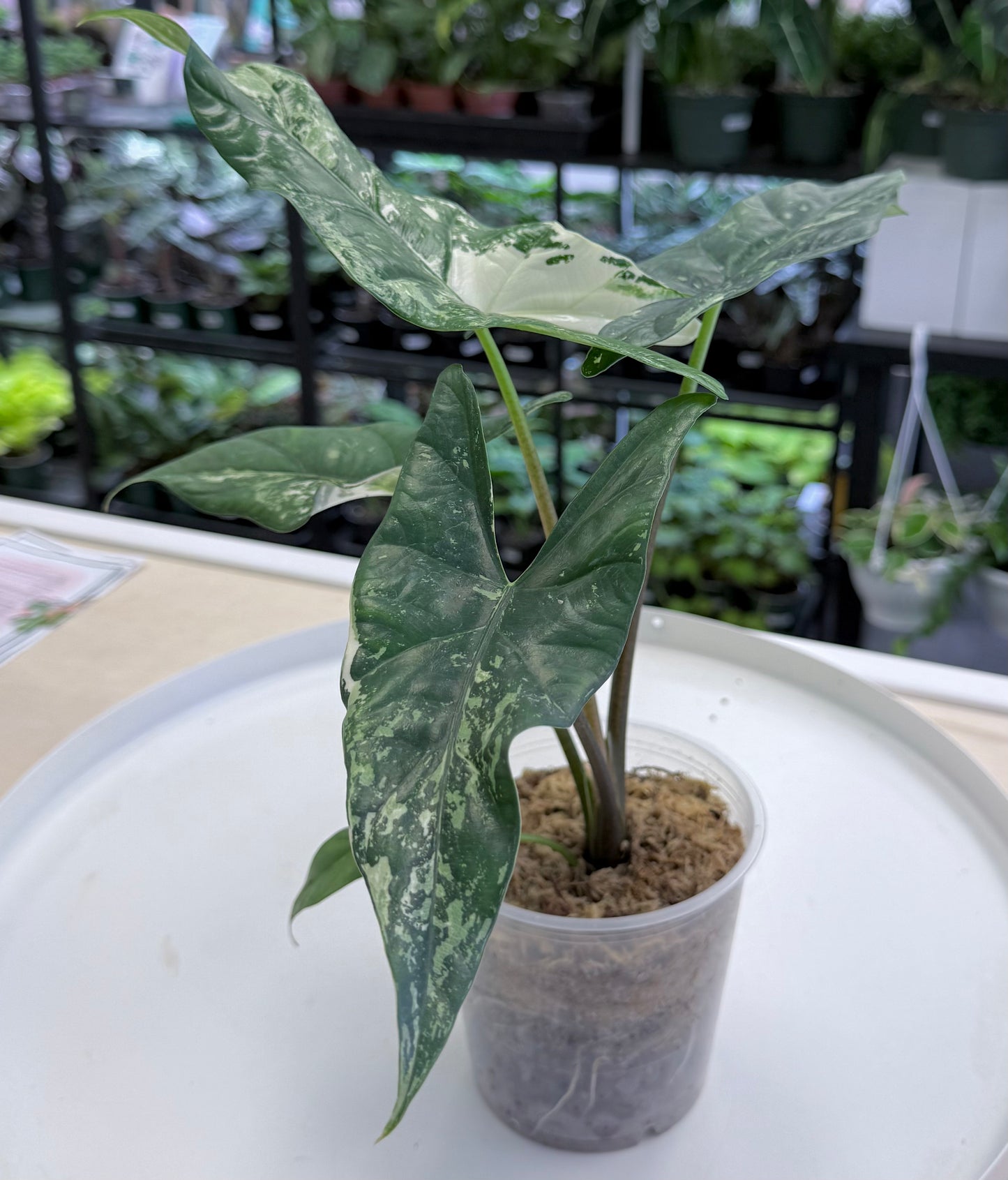 Alocasia Simpo Albo 4.5” - B