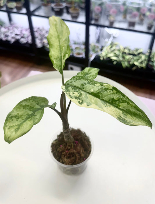 Aglaonema commutatum Variegated 'Manila Pride’