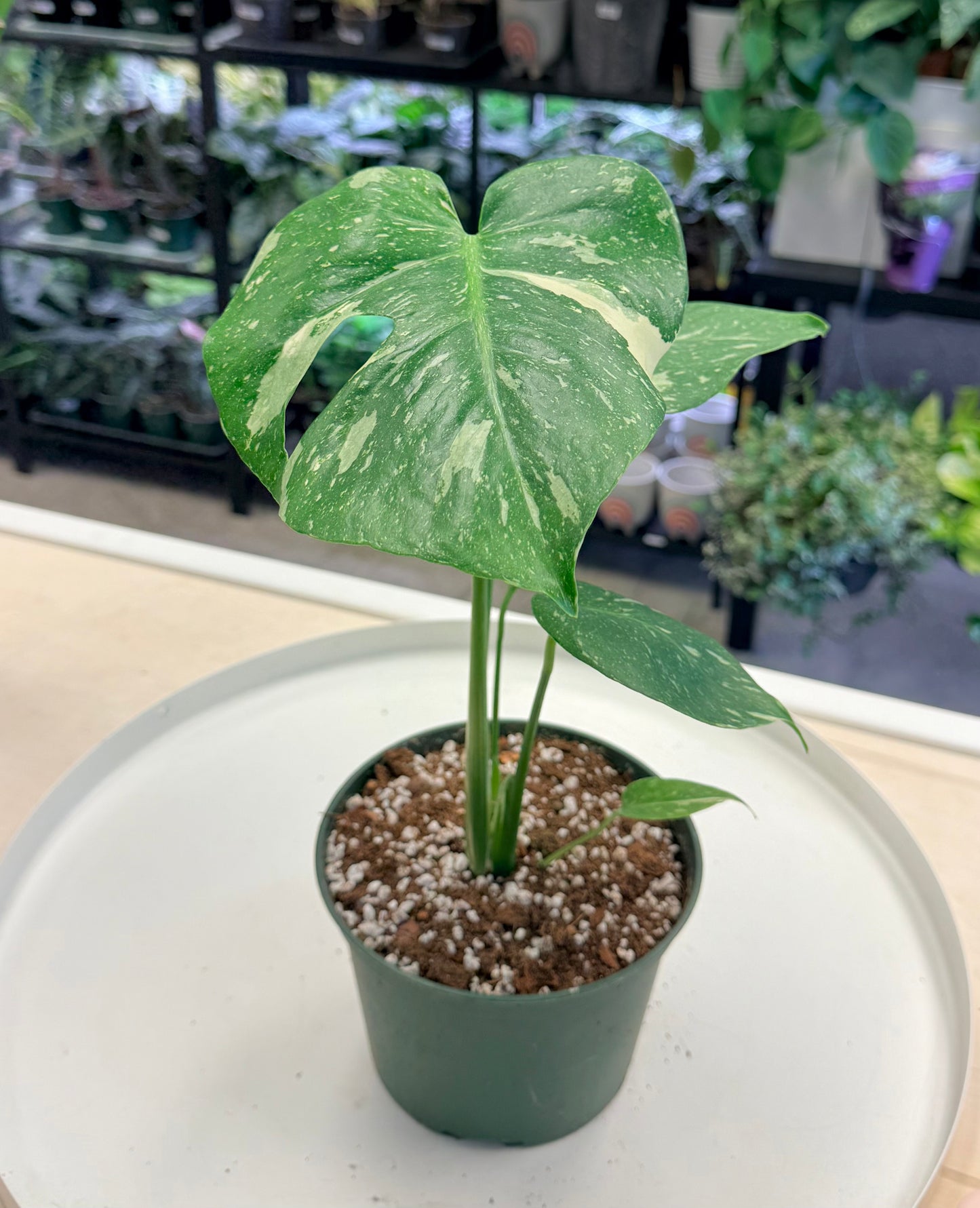 Monstera Thai Constellation