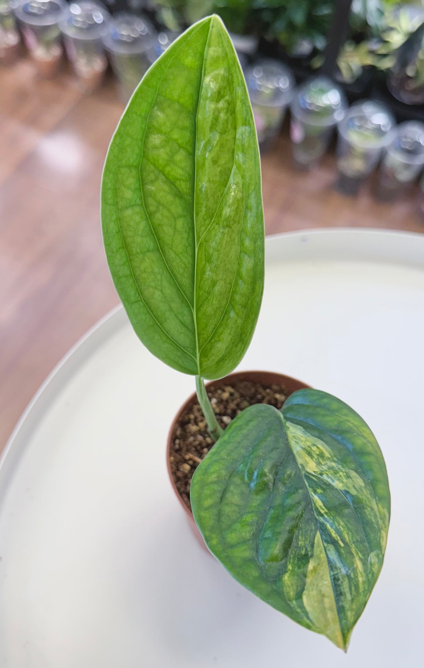 Monstera karstenianum | Peru Variegated