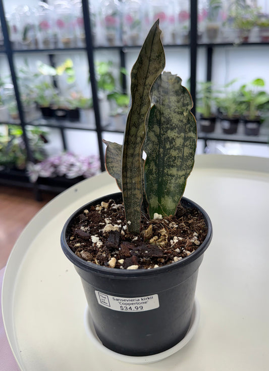 Sansevieria kirkii 'Coppertone' 4”