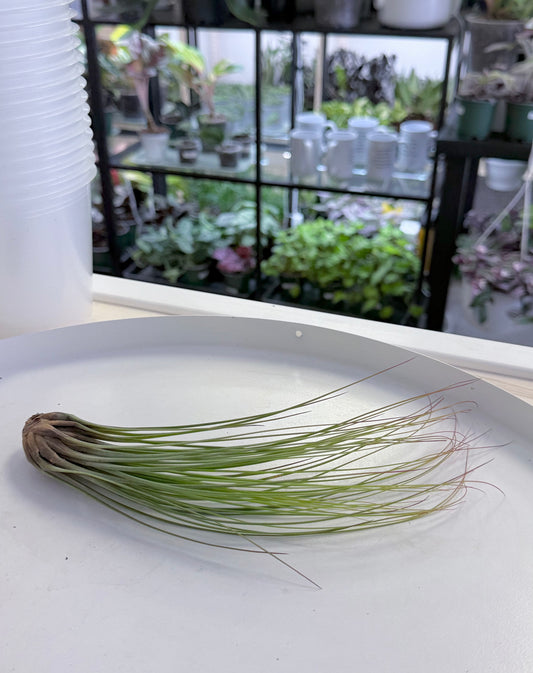 Air Plants | Tillandsia juncifolia