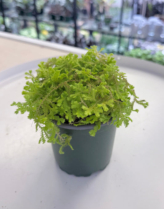 Selaginella ‘Spikemoss’ | Golden Moss 4”