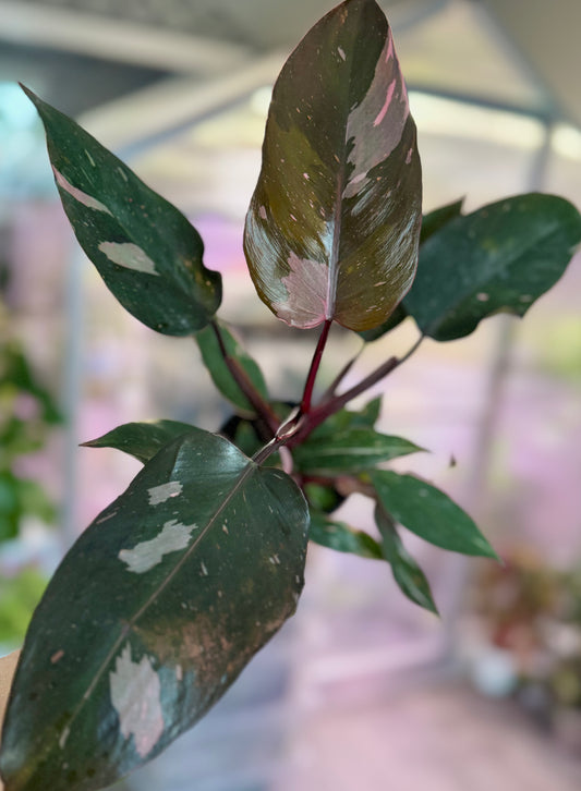 Philodendron ‘Pink Princess’ (good variegation)